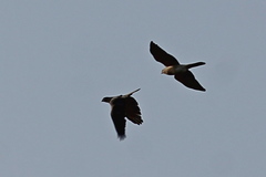 Accipiter badius