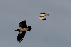 Accipiter badius