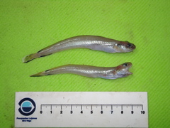 Enchelyopus cimbrius