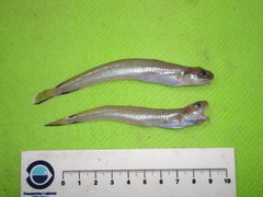 Enchelyopus cimbrius
