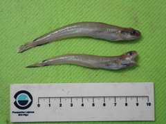 Enchelyopus cimbrius