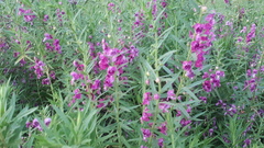 Angelonia angustifolia