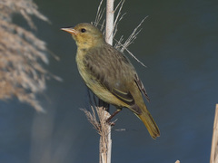 Cape Weaver photo 3