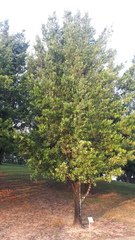 Podocarpus polystachyus