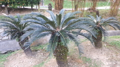 Cycas edentata