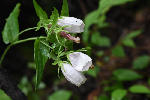 Spotted bellflower