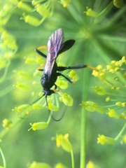 Exetastes suaveolens