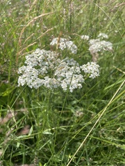 Achillea millefolium image
