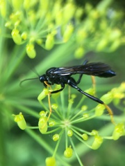 Exetastes suaveolens