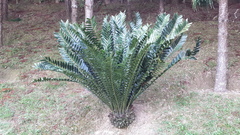 Encephalartos ferox