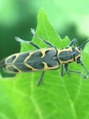 Saperda tridentata