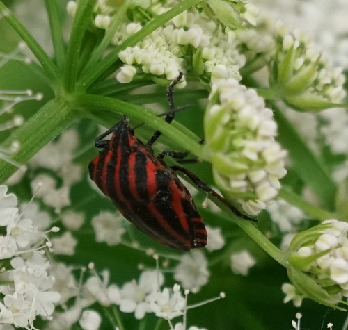 Talijanski prugasti smrdljivac (Graphosoma italicum italicum)