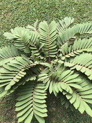 Zamia furfuracea