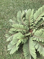 Zamia furfuracea