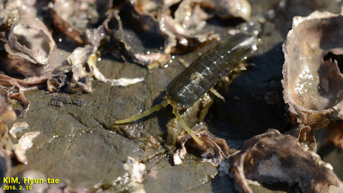 Idoteidae