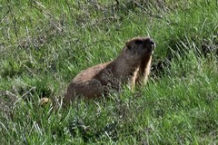 Marmota kastschenkoi
