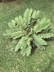 Zamia furfuracea
