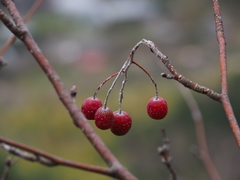 Micromeles japonica