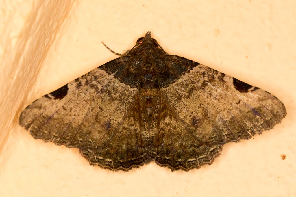 Metria bruma