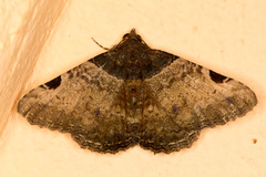 Metria bruma