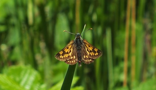 Carterocephalus palaemon
