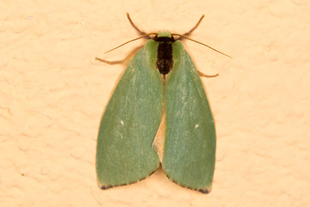 Rosema dorsalis