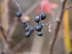 Vaccinium oldhamii
