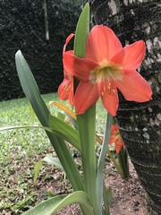 Clivia miniata
