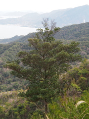 Ternstroemia gymnanthera