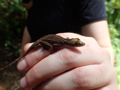 Cusuco Anole, Anolis cusuco