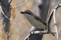 Lanius phoenicuroides