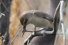 Lanius phoenicuroides