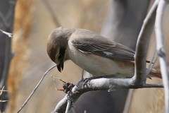 Lanius phoenicuroides