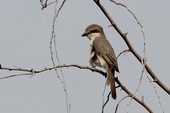 Lanius phoenicuroides