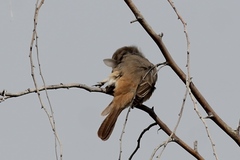 Lanius phoenicuroides
