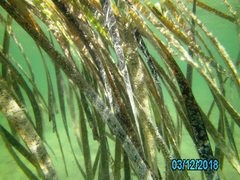 Posidonia australis