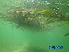 Posidonia australis