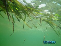 Posidonia australis