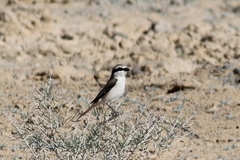 Lanius phoenicuroides