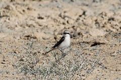 Lanius phoenicuroides