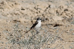 Lanius phoenicuroides