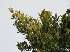 Ilex integra