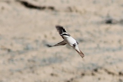 Lanius phoenicuroides