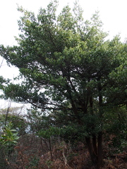 Ilex integra