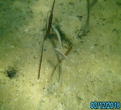 Scaevius milii
