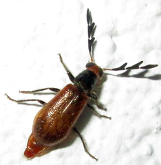 Enopliinae