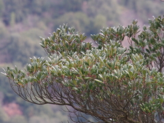Ternstroemia gymnanthera