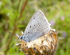 Polyommatus daphnis