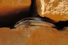 Mabuyinae