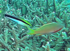 Pseudanthias huchtii